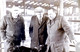 Castlerea Mart Farmers Journal 01-1987_0009