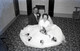 Waldron and Sykes (Wedding - Knock) 1961 0002