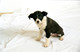 Unknown Dogs (Studio) 2004 0009