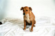 Unknown Dogs (Studio) 2004 0002