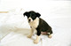 Unknown Dogs (Studio) 2004 0010