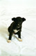 Unknown Dogs (Studio) 2004 0006
