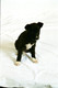 Unknown Dogs (Studio) 2004 0003