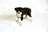 Unknown Dogs (Studio) 2004
