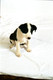 Unknown Dogs (Studio) 2004 0004